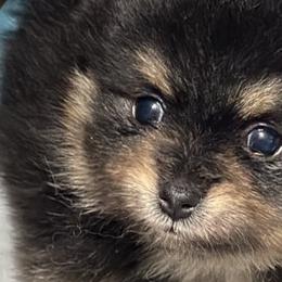Pomeranians from Pomeranian Pups