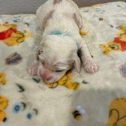 Shiloh - Cream male Cockapoo puppy in Brookings, South Dakota from Hofer Pups