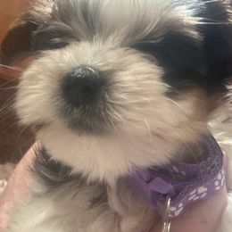 AKC girl one Lavender Collar -Sophie - Black tan and white female Biewer Terrier puppy in Chico, California from Lhasa Apsos of northern Ca . Biewer terriers of northern California