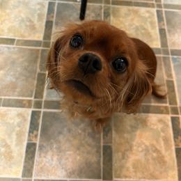Freya - Cavalier King Charles Spaniel