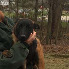 Belgian Malinois, German Shepherd, and Labrador Retriever Puppies from Barbihaus Kennels