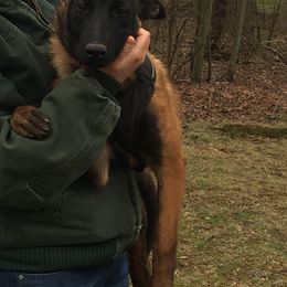 Belgian Malinois, German Shepherd, and Labrador Retriever Puppies from Barbihaus Kennels