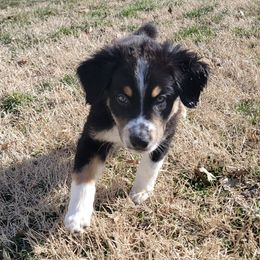 Australian Shepherds from Witty Paws
