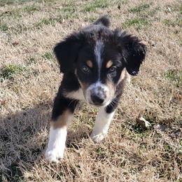 Australian Shepherds from Witty Paws