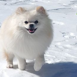 Pomeranians from Diamond-Pom