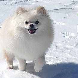 Pomeranians from Diamond-Pom