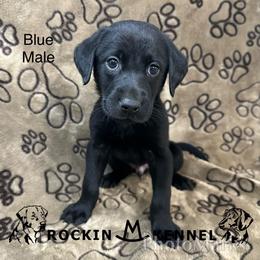 3rd Pick Male - Black male Labrador Retriever puppy in George West, Texas from Rockin M Kennel