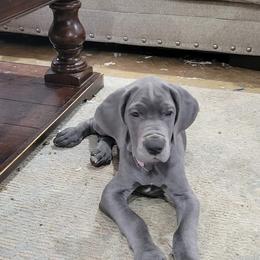 Great Dane Puppies from Lazy A Danes