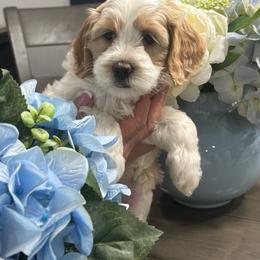 Fiona - Tri-color female Australian Labradoodle puppy in East Granby, Connecticut from All-Spice Australian Labradoodles