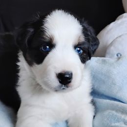 Kristoff - Australian Shepherd puppy from Heart and Solberg Aussies