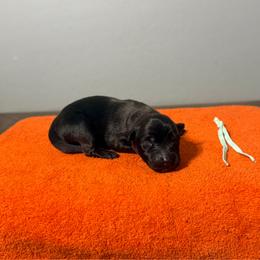 Leia (Mint) - Black sable female Belgian Malinois puppy in Buckeue, Arizona from Légende Vivante Du Chief Kennel