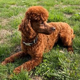 Chester - Poodle