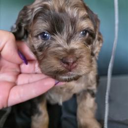 Blizzard - Merle male Cockapoo puppy in Delphos, Ohio from Route 66 Poodles & Doodles, Sapphire Shih-tzu's of Ohio
