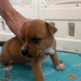 Bailey - Red female Staffordshire Bull Terrier puppy in Port Saint Lucie, Florida from Southern Staffies