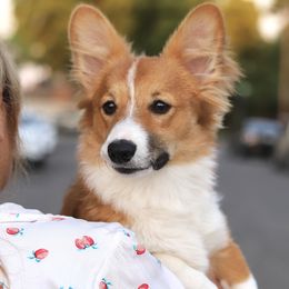 Pembroke Welsh Corgi All Grown Up from Julia's Pembroke Welsh Corgis