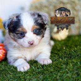 Rascal - Blue merle male Miniature American Shepherd puppy in Granbury, Texas from Best Little Aussies