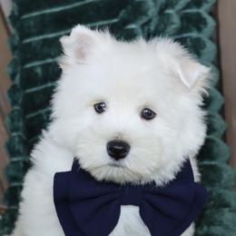 Jericho - White male West Highland White Terrier puppy in Goshen, Indiana from Linda’s Lovable Pups