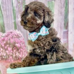 Tiny petiteo - Merle male Goldendoodle puppy in Boaz, Alabama from Doodles All Day