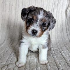 Rosie - female Australian Mountain Doodle puppy in Winchester, Virginia from Morningstar Goldendoodles