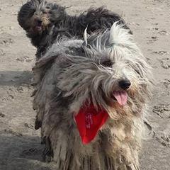 Bergamasco Sheepdogs from Ancient Eyes Bergamascos