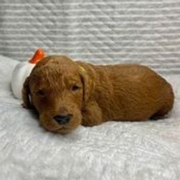 Goldendoodles from Southside Doodles