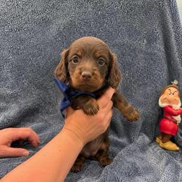 Blue boy - Chocolate and tan male Dachshund puppy in Searcy, Arkansas from Short and Sassy Doxies