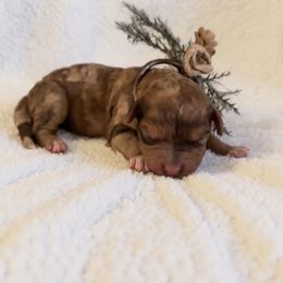 Peppermint Patty - Merle female Goldendoodle puppy in Redding, California from Hope Lane Kennels