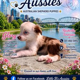 Glory - Red merle female Miniature Australian Shepherd puppy in Nashville, Tennessee from Little B’s Aussies