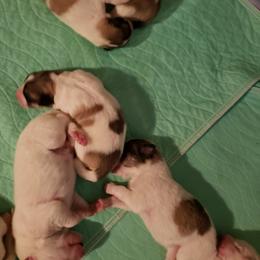 Girl 2 - White and badger female Great Pyrenees puppy in Yucaipa, California from Rusty Horse Ranch Great Pyrenees