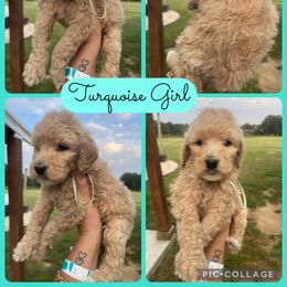 Girl 2 - Cream female Goldendoodle puppy in Cullman, Alabama from Sunflower Doodles