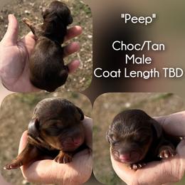 Peep - Chocolate and tan male Dachshund puppy in London, Kentucky from Steele Half Acre Homestead