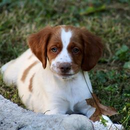 Mojito - Orange and white male Brittany puppy in Downers Grove, Illinois from Attitude Brittanys