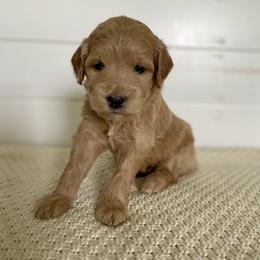 Lemon - Red  female Goldendoodle puppy in Stanford, Kentucky from Holloway Goldendoodles