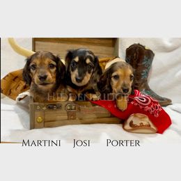 Dachshund puppies from Hidden Ridge Dachshunds