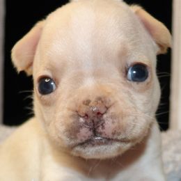 French Bulldogs from Jaime's sweet Frenchies