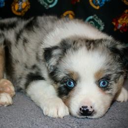 Thyme - Blue merle male Australian Shepherd puppy in El Dorado Springs, Missouri from HP Aussie Kennels