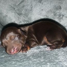 Lynn - Chocolate female Dachshund puppy in Trinity, Texas from Signature Sloan - Long Hair Dachshunds