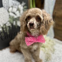 Darcy - Poodle