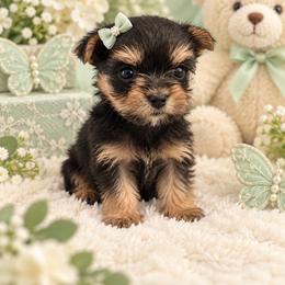 Teacup Sage - Black and tan female Yorkshire Terrier puppy in Lithonia, Georgia from Toy Yorkies Atlanta