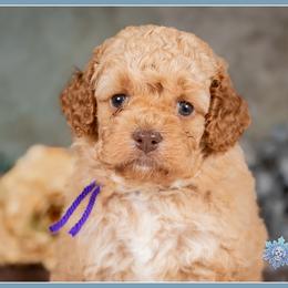 Celia - Red and white female Cockapoo puppy in Connersville, Indiana from Deaz Doodle Ranch