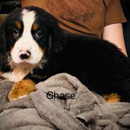 Bobby OFA - Black rust and white male Bernese Mountain Dog puppy in Strasburg, Ohio from Lois Allison
