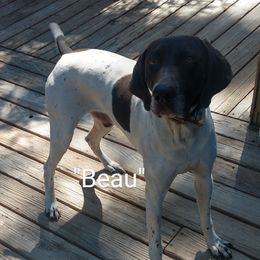 Beau - German Shorthaired Pointer