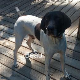 Beau - German Shorthaired Pointer