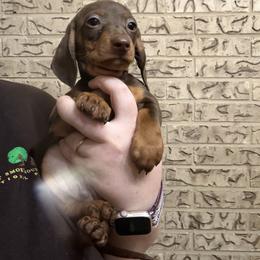 Wembley - Chocolate and tan male Dachshund puppy in Athens, Texas from County Road Puppies