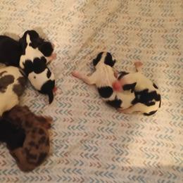 Girl 5 - Black female Cavapoo puppy in East Providence, Rhode Island from Marta's Cavaliers
