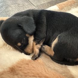 Dachshund Puppies from Britt Doxies