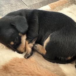 Dachshund Puppies from Britt Doxies