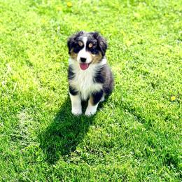 Candy - Black tri-color female Australian Shepherd puppy in Ashland, Ohio from SS Australian Shepherds