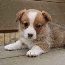 KitKat - Red female Pembroke Welsh Corgi puppy in Paradise, Texas from Corgis in Paradise
