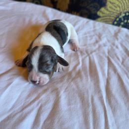 Girl 1 - Dapple female Dachshund puppy in Fallon, Nevada from Butterbean Dachshunds